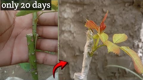 What are the BEST Grafting Techniques using DORMANT SCIONS in 35 days#grafting 