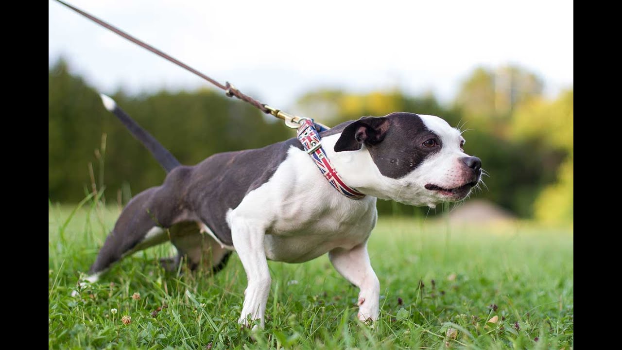 lightweight waterproof dog jacket