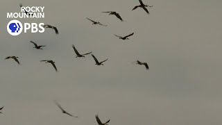 This small Colorado town becomes Sandhill Crane rest-stop in birds' epic migration