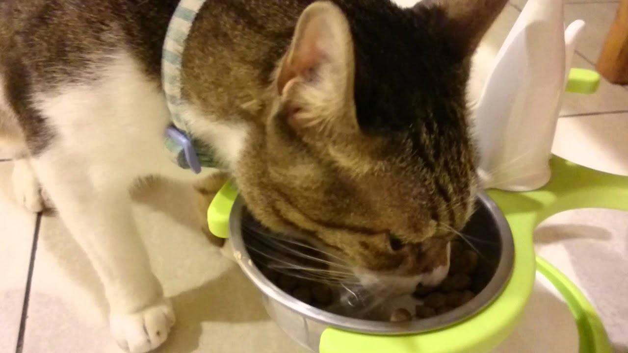[FHD] Do Do Cat Eating YouTube