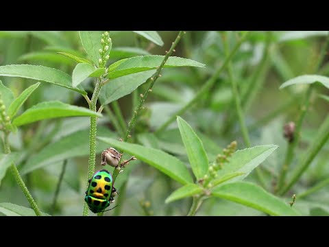 ভিডিও: বন কি ভালো কাজ?