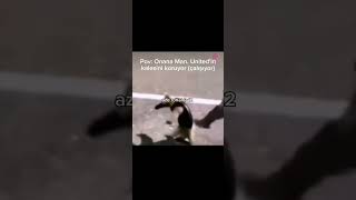 Deniz Üstü Köpürür Inca Yiyen Vs Köpekler