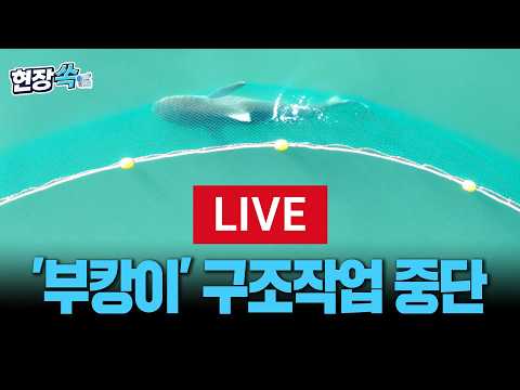 [🔴LIVE] 상어 '부캉이' 구조 중단…출구 근처 그물 고정 ㅣ이 시각 북항친수공원 [현장쏙]  / 연합뉴스TV(YonhapnewsTV)