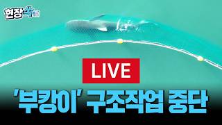 [🔴LIVE] 상어 '부캉이' 구조 중단…출구 근처 그물 고정 ㅣ이 시각 북항친수공원 [현장쏙]  / 연합뉴스TV(YonhapnewsTV)