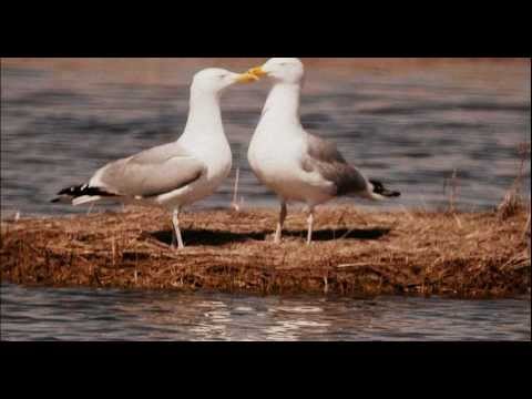 Lesbian Seagull