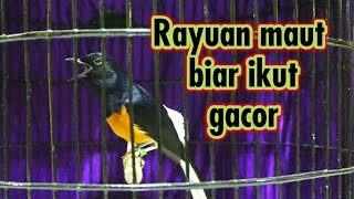 PANCINGAN MURAI BATU DIMALAM HARI RAYUAN MAUT BIAR IKUT GACOR