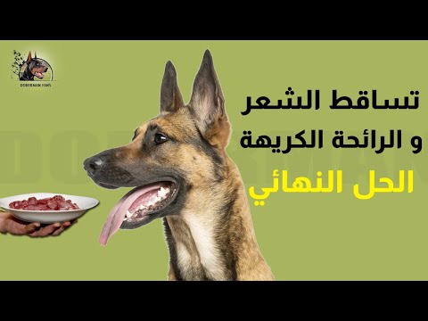 Vidéo: Comment déterminer si un chien a la teigne