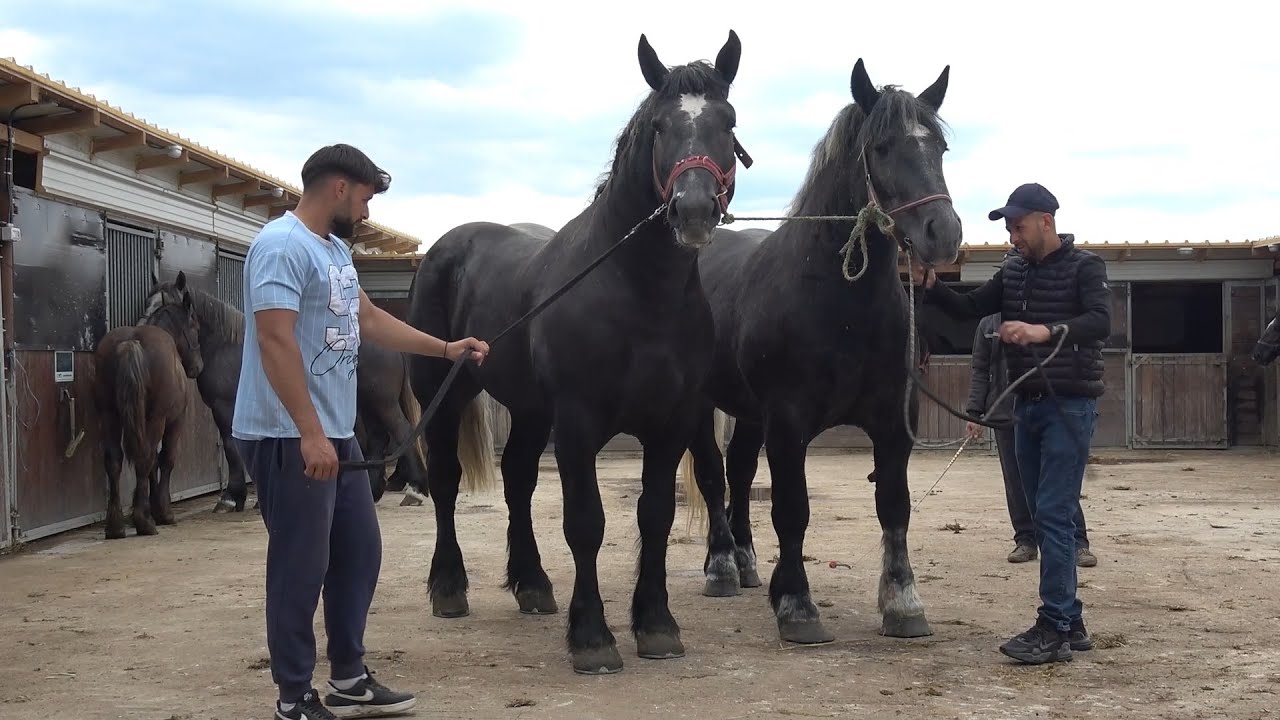Caii lui Ionut de la Sacadat, Bihor - 2025 Nou!!!