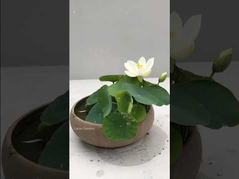 Cách trồng sen mini nhật tại nhà