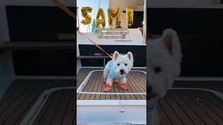 I have an island named after me!  | Westie dog #shorts