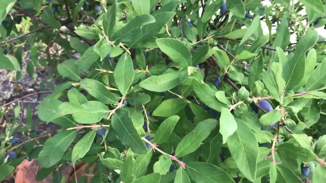 ЖИМОЛОСТЬ. СБОР УРОЖАЯ ЯГОД. КОГДА СОБИРАТЬ ЖИМОЛОСТЬ?