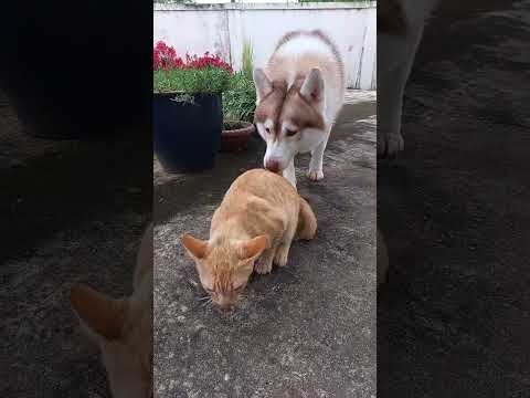 Husky Dog Kiss Butt Ginger Cat HuskyandCats Shorts 