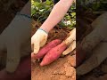 زراعة البطاطا الحلوة الحمراء حفر البطاطس يدوي ا