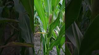 Kebun Jagung di Prancis.#jagung #kebunjagung #perkebunan #prancis