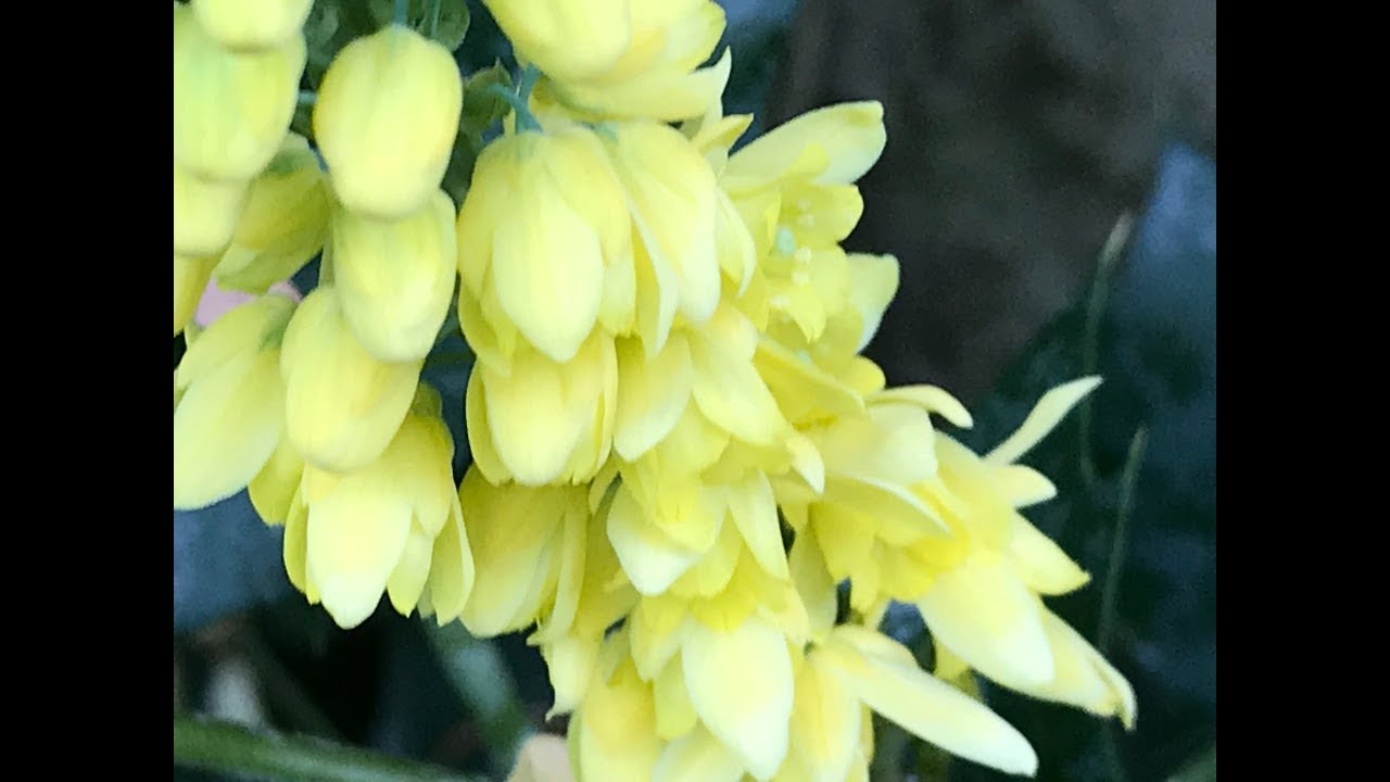 Mahonia X Media 'Charity' – Vigne D'Oregon 30-50 Cm En Pot – Floraison Jaune Hivernale Parfumée