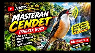 🔥 MASTERAN CENDET FULL ISIAN — SUARA JERNIH, TAJAM & BIKIN PENASARAN!🔥#alwaysclipon #kicaumania #fyp