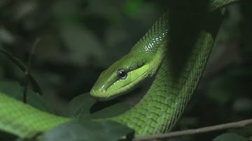 CLV Everybody Up 4 | Unit 3 - Lesson 4