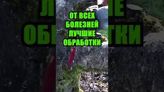 Лучшие обработки сада от ВСЕХ болезней: полный список средств и сроков для идеального урожая  #сад