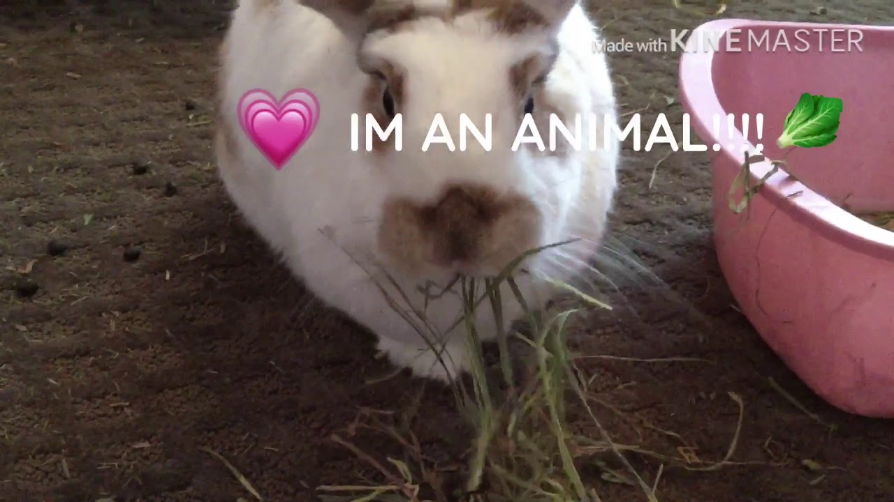 Send This To Someone Who Loves Animals YouTube send-this-to-someone-who-loves-animals-youtube