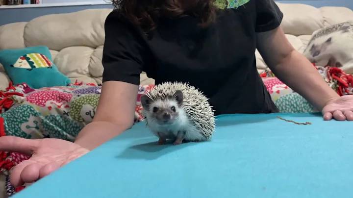 Can you play with a pet hedgehog? (2023)