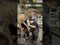 How Jurassic Park beat modern CGI with one simple technique #vfx #filmtok #bts #behindthescenes