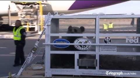 Two pandas fly to France from China