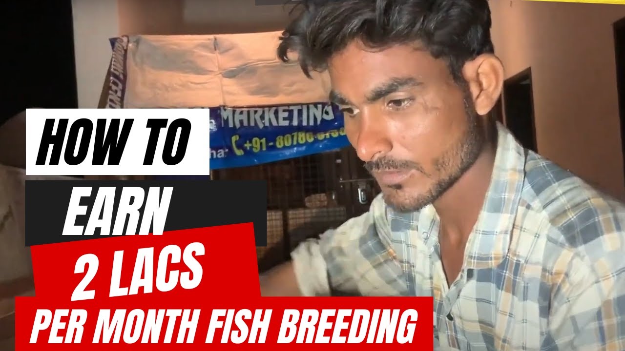 How to Earn 2 Lacs Pr Month By Molly fish Breeding I Aravali Aquarium