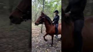 Hun er bare så dygtig #horse #equestrian #pony #cute #riding #pretty #horseriding #sød #dressage