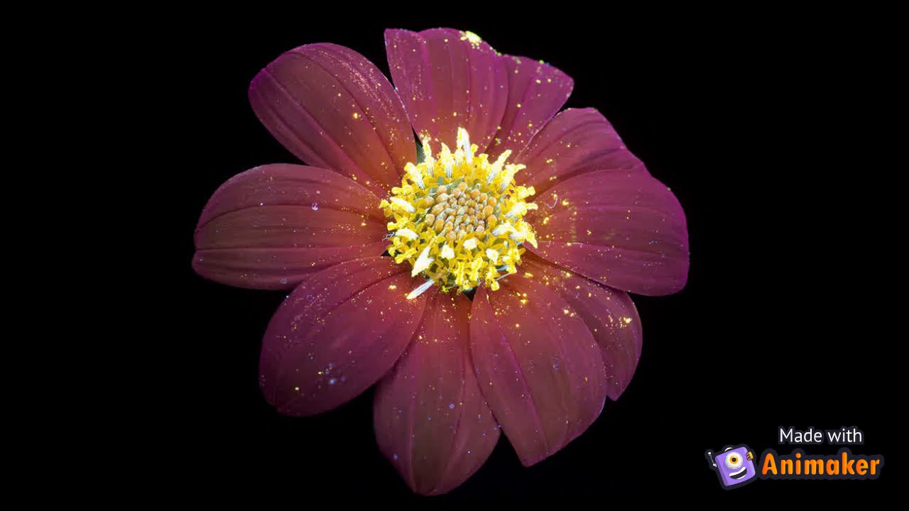 Fluorescencia visible inducida por luz ultravioleta (UVIVF) 