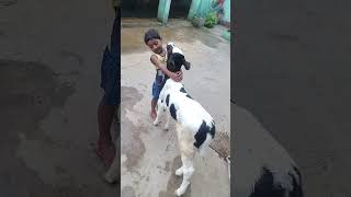 #farming how to start dairy farm in India Bihar,dairy farm kase shuru karein #viralvideo