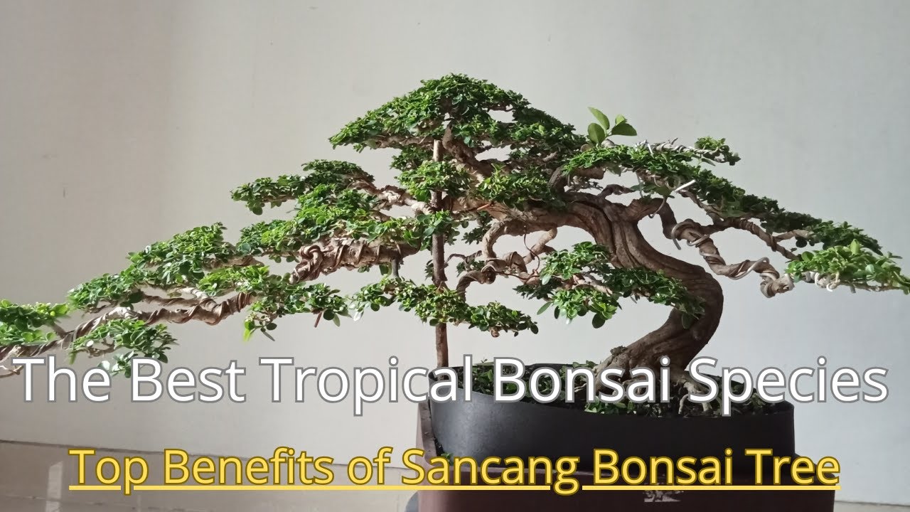 The Art and Advantages of Sancang Bonsai and the Slanting Bonsai Style