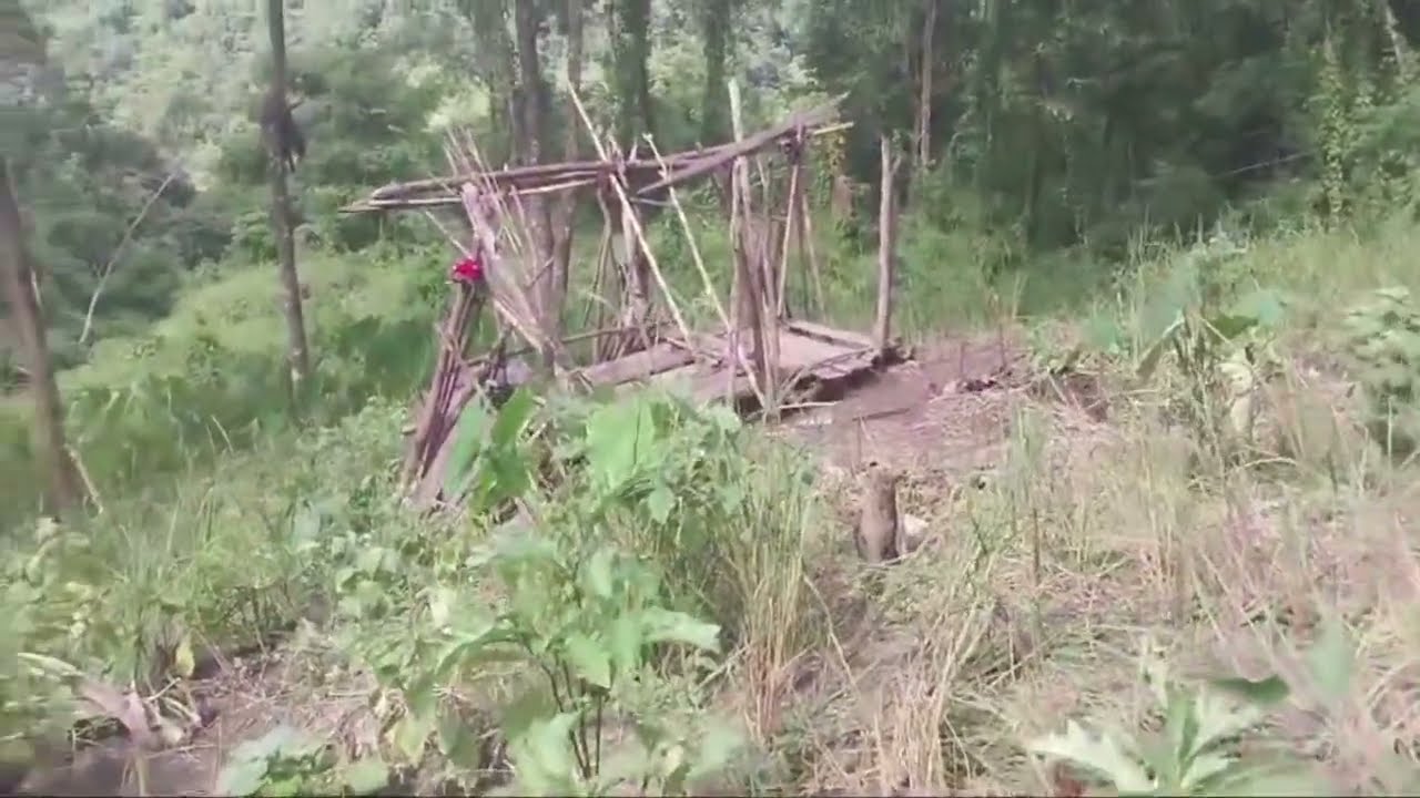Elephant destroyed crops at Longla village Wokha