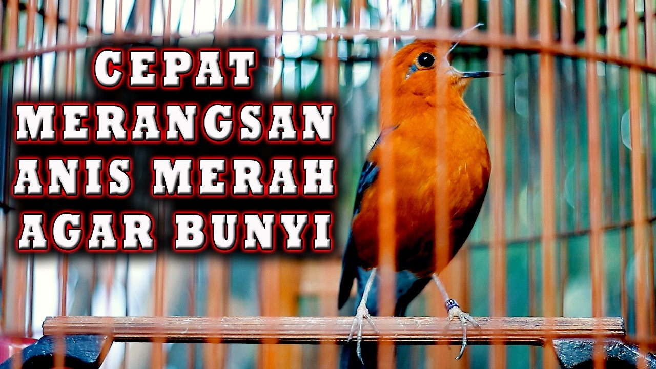 ANIS MERAH PANCINGAN AGAR IKUT GACOR   #pancingananismerah