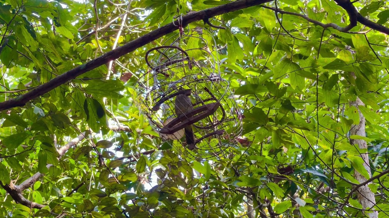 Tiếng Chim Hoành Hoạch Thơm Mồi Chuẩn Hay Huýt Sáo Là Kêu Thích Hợp Đi Bẫy 2022