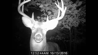 Little buck 10172016