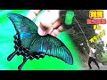 【対馬#6】日本一綺麗な蝶ミヤマカラスアゲハを対馬で捕獲！！【昆虫採集】