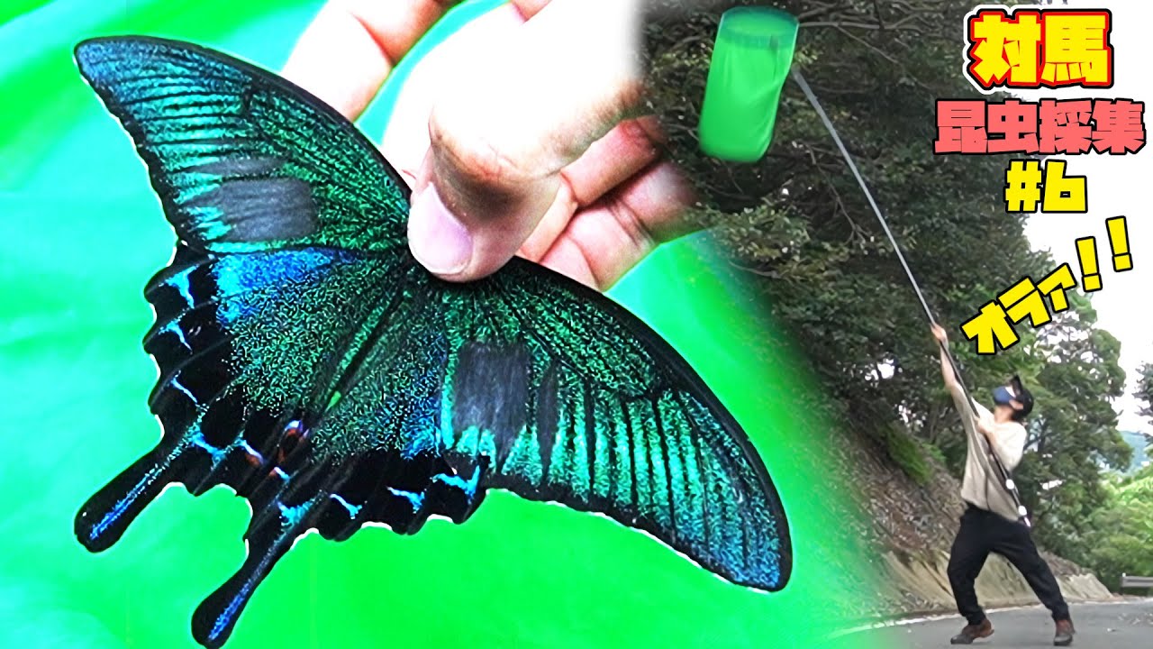 対馬#6】日本一綺麗な蝶ミヤマカラスアゲハを対馬で捕獲！！【昆虫採集