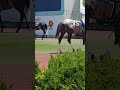 #園田競馬場 #5/5 #5R #芦毛集結