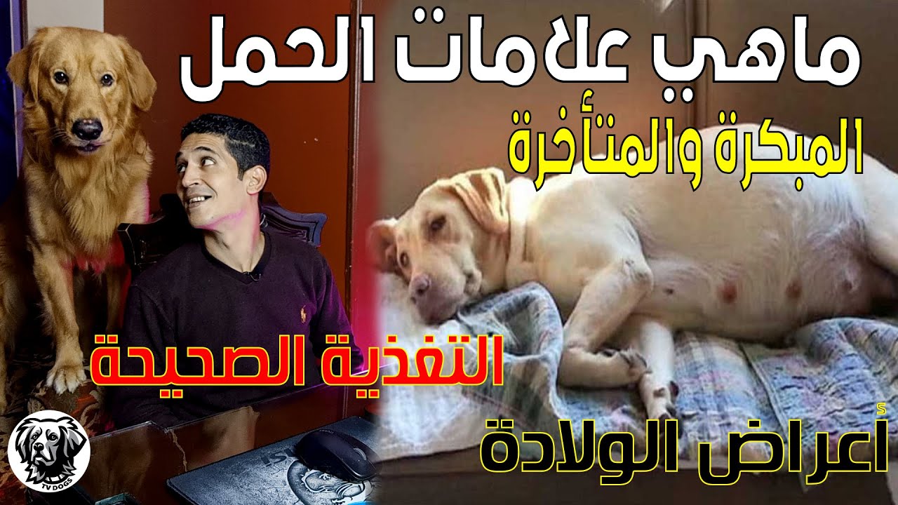 ما هي علامات الحمل المبكرة والمتأخرة عند الكلاب اهم طرق تغذية  اعراض الولادة مع سامر غازي