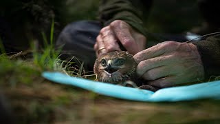 Hen Harrier Brood Management trial 2022