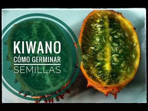 Cómo germinar semillas de kiwano || #diariodunnenolabrego