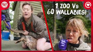 We Tried to Catch Every Wallaby in the Zoo