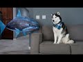 Husky pranked by floating shark