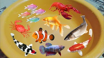 Tổng hợp video cá cảnh đẹp, động vật dễ thương, cá hoàng tử châu phi, rùa, Cá chạch lửa, rắn,cá vàng