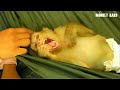 Sleeping Time, Monkey Kako Yawn Very Big Mouth And Sleep On Hammock