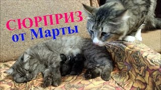 Новогодний сюрприз от кошки Марты Новогодний сюрприз от кошки Марты