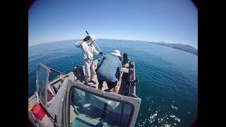 Halibut Fishing, Port Angeles, Ediz Hook, Strait of Juan de Fuca, Washington April, 2026