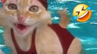 Funny Cats 🤣 Watch Cat Videos