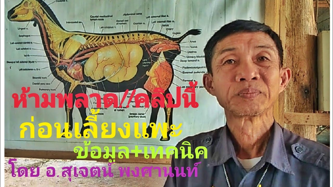 สุดยอด ข้อมูลเทคนิค ก่อนเลี้ยงแพะ โดย อ.สุเจตน์ พงศานนท์ ผู้เชี่ยวชาญแพะ #กานฒ์แสงทองมีเดียChannel