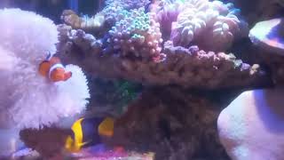 clown fish or nemo fish in the aquascape ( ikan badut atau ikan nemo di dalam aquascape ) by Vi On 41 views 6 months ago 5 minutes, 2 seconds